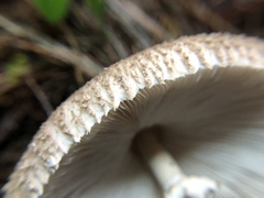 Macrolepiota
