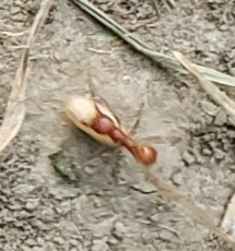 Polyergus