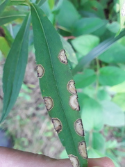 Asteromyia carbonifera