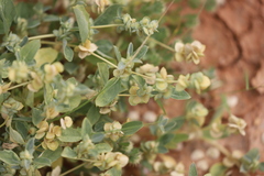 Atriplex muelleri