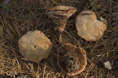 Hydnellum aurantiacum
