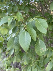 Fraxinus albicans