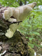 Radulomyces copelandii