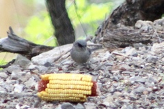 Junco hyemalis dorsalis