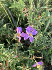 Rhexia mariana mariana