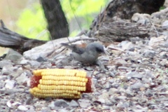 Junco hyemalis dorsalis