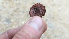 Melanophyllum haematospermum