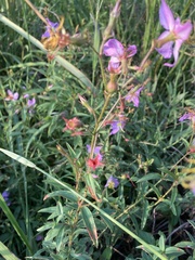 Rhexia mariana mariana