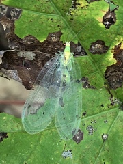 Leucochrysa insularis