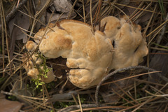 Hydnellum aurantiacum