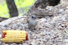 Junco hyemalis dorsalis