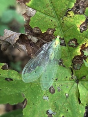 Leucochrysa insularis