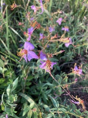 Rhexia mariana mariana