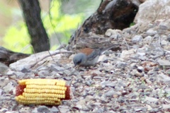 Junco hyemalis dorsalis