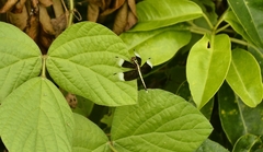 Neurothemis tullia