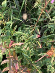 Rhexia mariana mariana