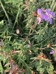 Rhexia mariana mariana