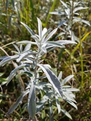 Artemisia ludoviciana