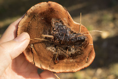 Hydnellum aurantiacum