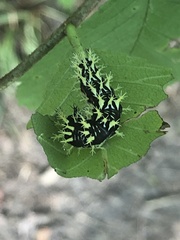 Polygonia comma