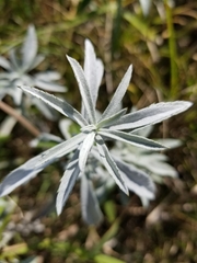 Artemisia ludoviciana