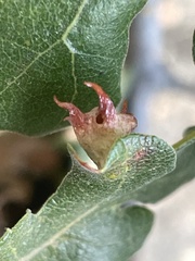 Cynips douglasii