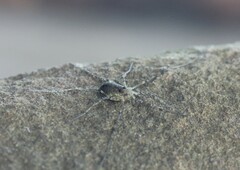 Oligolophus