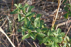 Rubus cuneifolius