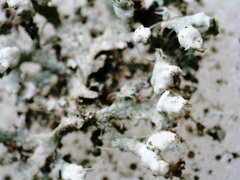 Physcia adscendens
