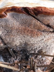 Hydnellum aurantiacum
