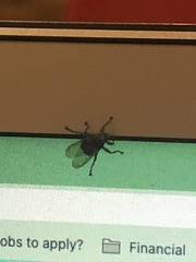 Hippoboscidae