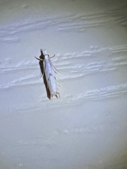 Microcrambus biguttellus
