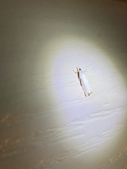 Microcrambus biguttellus