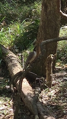 Philemon corniculatus