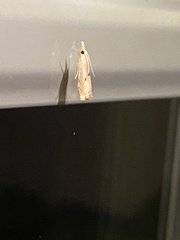 Microcrambus biguttellus