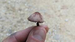 Melanophyllum haematospermum