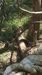 Philemon corniculatus