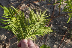 Pteridium aquilinum pseudocaudatum