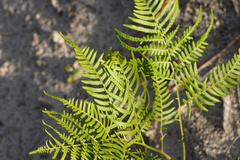 Pteridium aquilinum pseudocaudatum