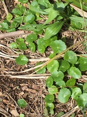 Hydrocotyle umbellata