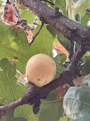 Andricus quercuscalifornicus