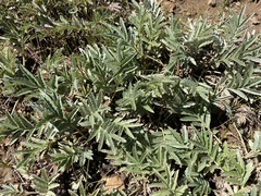 Potentilla hippiana