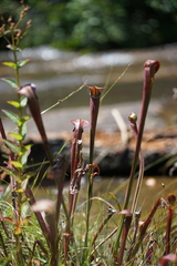 Sarracenia jonesii