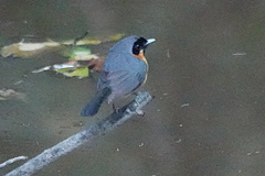 Symposiachrus trivirgatus