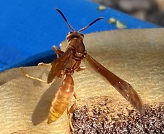 Polistes kaibabensis