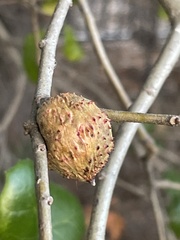 Amphibolips quercuspomiformis