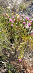 Melaleuca trichophylla