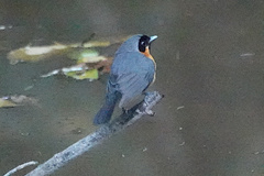Symposiachrus trivirgatus