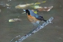 Symposiachrus trivirgatus