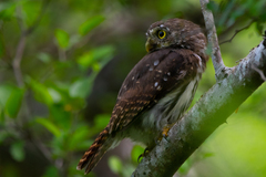 Glaucidium brasilianum